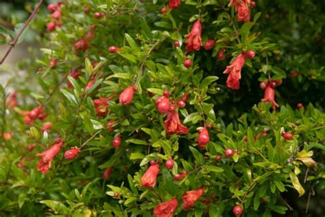 All About the Dwarf Pomegranate - Minneopa Orchards