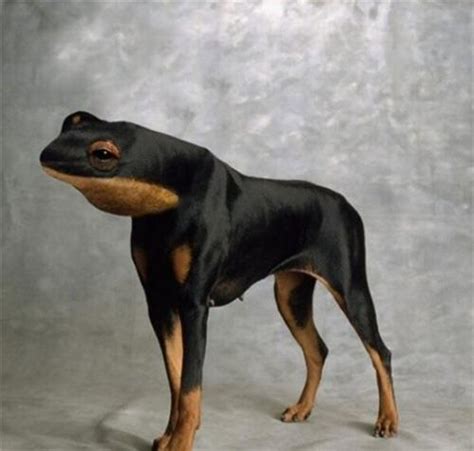 So I searched up "dog in frog costume" on Google and I found...this... : r/MadeMeSmile