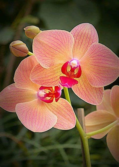 (37) Twitter | Beautiful orchids, Unusual flowers, Orchids