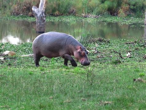 Lake Naivasha – One of Africa’s Best-Kept Secrets