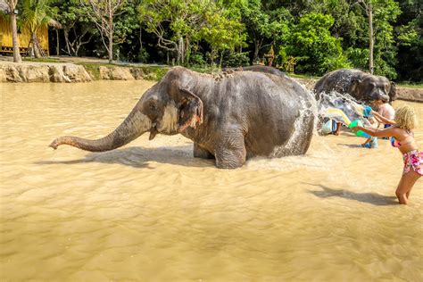 Elephant Jungle Sanctuary Phuket - Ethical Half Day Experience