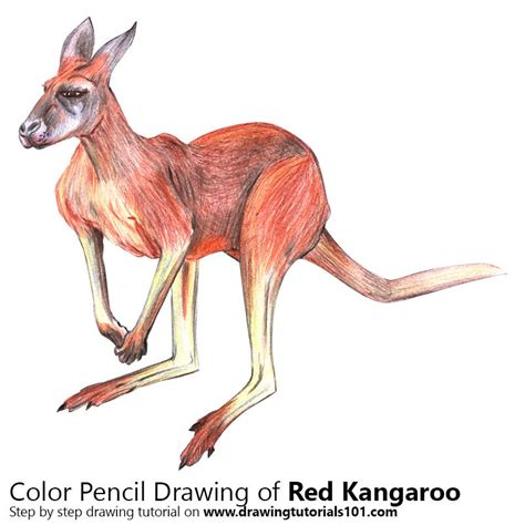 Red Kangaroo with Color Pencils [Time Lapse] | Red kangaroo, Kangaroo, Colored pencils