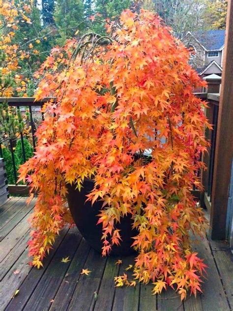 Ryusen "Weeping" Japanese Maple | Japanese garden plants, Japanese garden backyard, Japanese ...