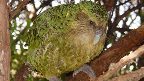 Endangered Kakapo, World's Fattest Parrot, Has Record Breeding Season | Kakapo, Flightless ...