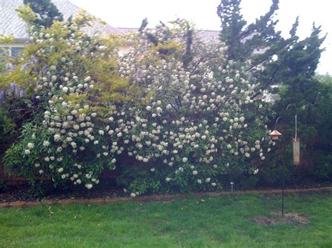 Prague Viburnum Viburnum, Prague, Midwest, Evergreen, Foliage, Backyard, Gardening, Plants, Flowers