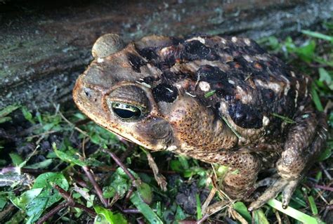 Cane Toad Invasive Map