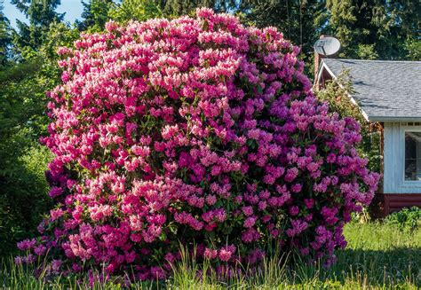 Rhododendrons. The Washington State flower grows big in Burien, Washington. [OC] : r/Washington