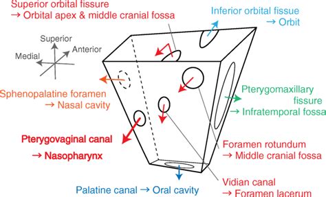 A schematic illustration showing the pterygopalatine fossa and its... | Download Scientific Diagram