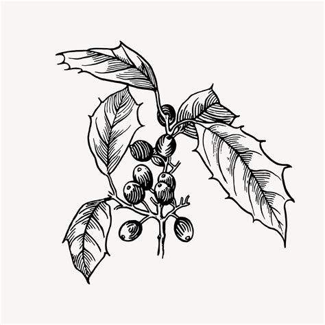 Holly drawing, vintage plant illustration | Free Vector - rawpixel