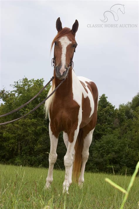 SPOTTED SADDLE CHESTNUT AND WHITE GELDING