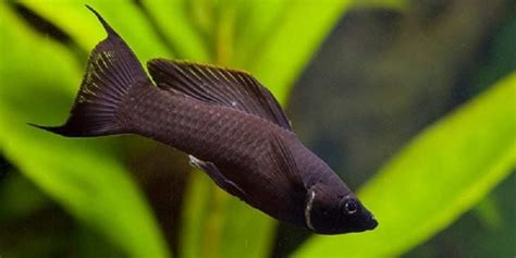 15 Best Molly Fish Colors & Types Friendly For Beginners