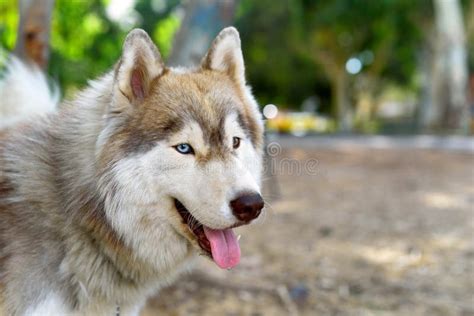 19,583 Siberian Husky Dog Face Stock Photos - Free & Royalty-Free Stock Photos from Dreamstime