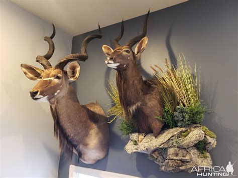 Kudu Shoulder Mount & Nyala Wall Pedestal with Habitat Taxidermy ...