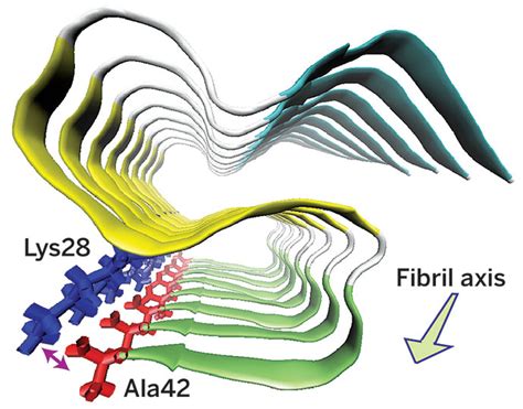 Amyloid-Fibril-Unusual-Structure