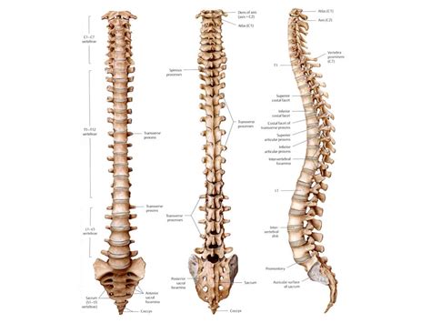 The spine | Anatomy of the spine - Anatomy-Medicine.COM