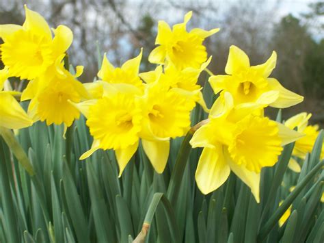 Daffodils | Daffodils, Plants