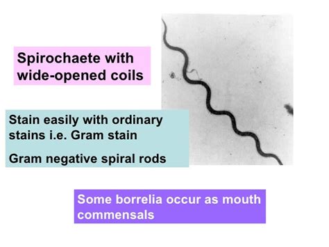 Borrelia