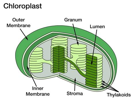 Explain the structure of the chloroplast. Draw a neat labelled diagram.