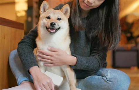 Shiba Inu - An Incredibly Smart And Pushy Dog For Experienced Owners