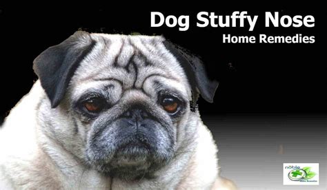 Powerful Home Remedies for Dog Stuffy Nose: Causes, Symptoms, Allergies