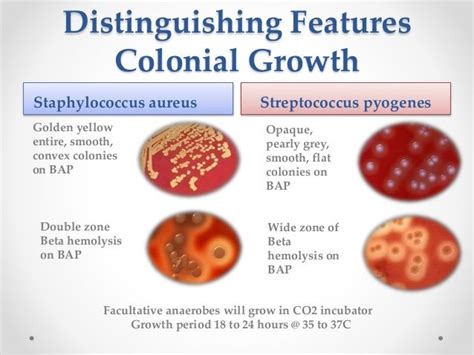 streptococcus pyogenes colony morphology - Google Search | Microbiology, Streptococcus pyogenes ...