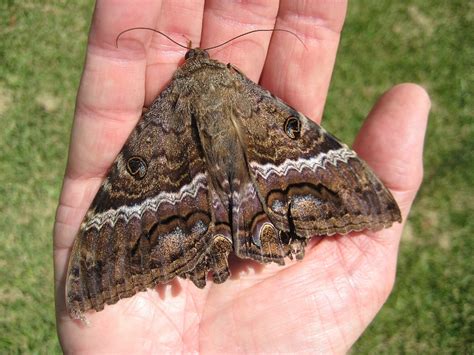 The Black Witch (Moth) — Texas Insect Identification Tools