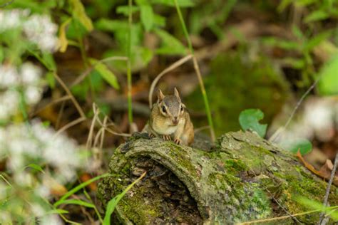 Chipmunk Burrow Stock Photos, Pictures & Royalty-Free Images - iStock