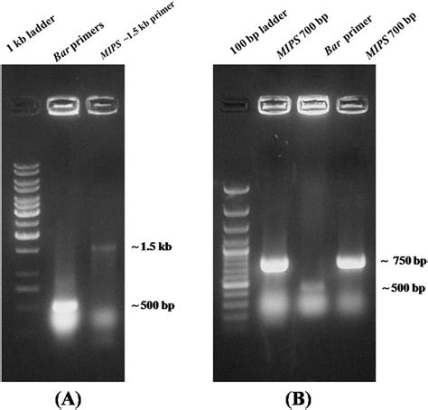 Colony PCR for screening positive colonies harboring constructs. (A)... | Download Scientific ...