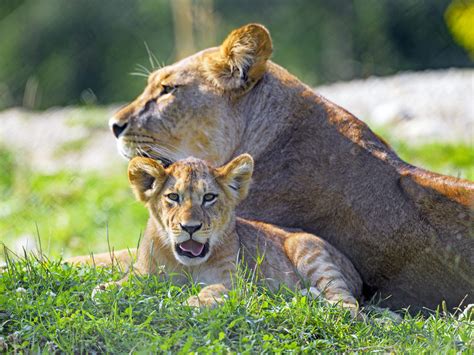 Lion cub and mother | One of the lion cubs with open mouth, … | Flickr