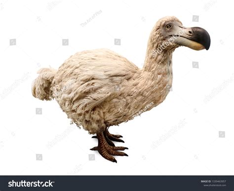 Dodo Royalty-Free Images, Stock Photos & Pictures | Shutterstock