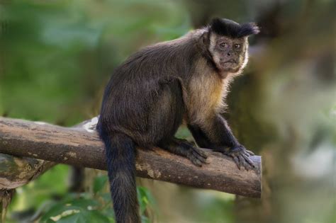 1+ Free Crested Capuchin Monkey & Animal Images - Pixabay