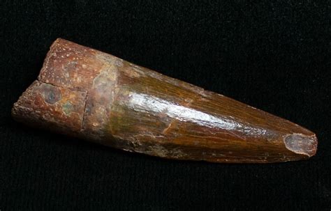 1.91" Juvenile Spinosaurus Tooth For Sale (#8749) - FossilEra.com