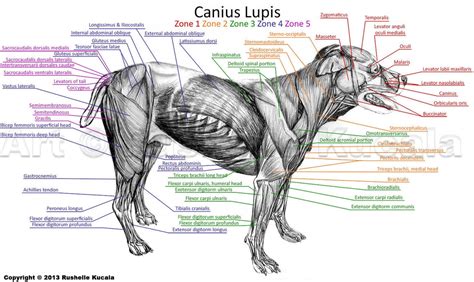 Dog Muscle Anatomy by TheDragonofDoom on DeviantArt