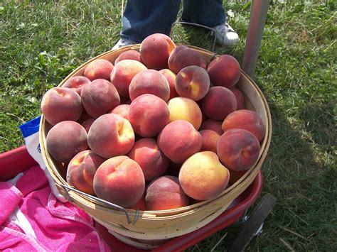 FAQ : What Variety (Type) of Peach is Best for Canning? - Eat Like No ...