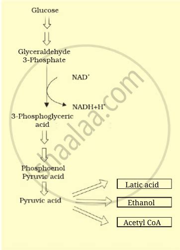 Pyruvic acid is the end product of glycolysis. What are the three ...