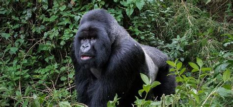 3 Days Rwanda Gorilla trekking & Mount Bisoke Hike | Rwanda Safari Tour