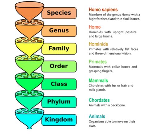 Binomial Nomenclature & Taxonomy