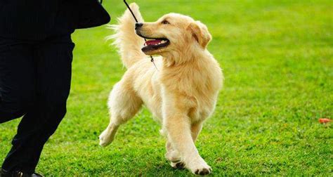 Why Training Your Golden Retriever Is So Important