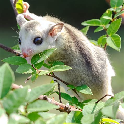 20+ Sugar Glider Colors and Patterns Explained (With Pictures)