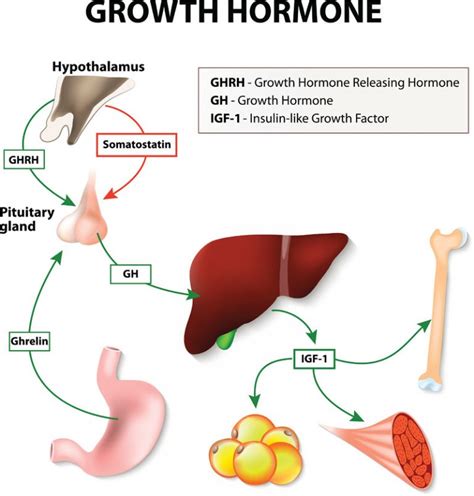 Human Growth Hormone (HGH): What is HGH, Benefits & Side Effects