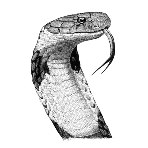 How To Draw A Snake King Cobra at How To Draw