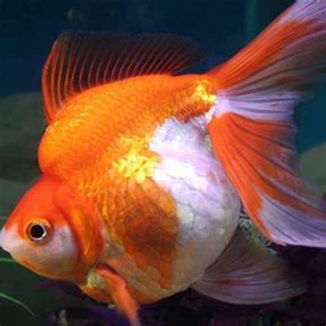 Is goldfish cold-water fish? - DIY Seattle