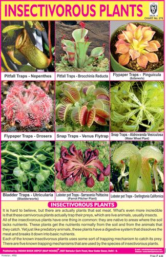 Carnivorous Plants Names - Plants BC