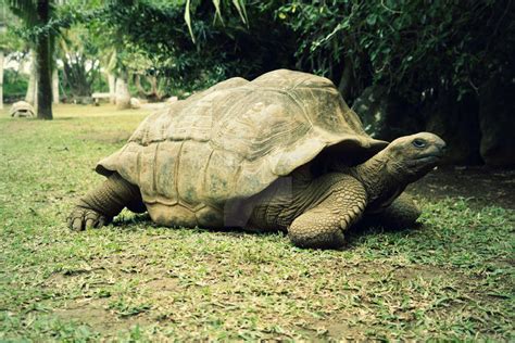 Giant-Tortoise by poshbeck on DeviantArt