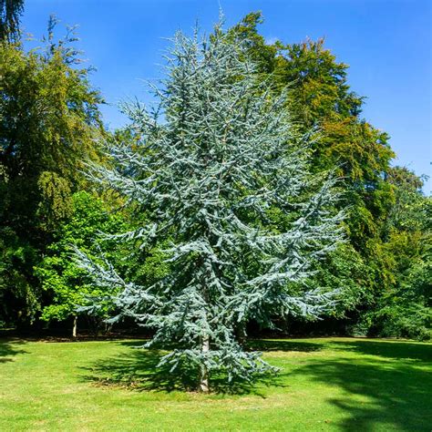 Blue Atlas Cedar Trees for Sale | FastGrowingTrees.com