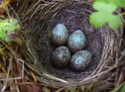 The Flycatcher: White-crowned Sparrow nest