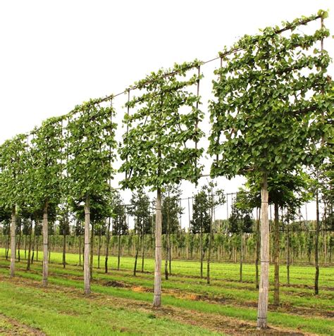 Hornbeam instant screening | Garden screening, Garden fencing, Garden landscape design