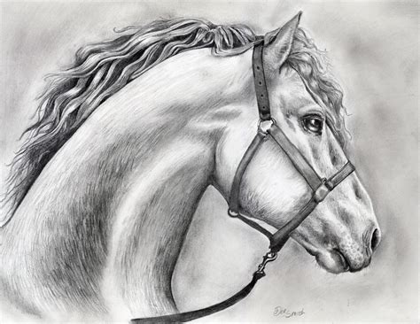 22+ Pencil Drawing Horse PNG | basnami