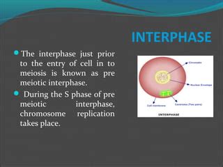 Meiosis.ppt..