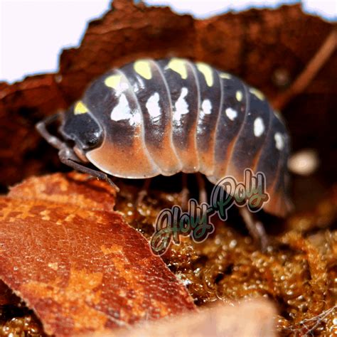 Montenegro "Clown" Isopods (Armadillidium klugii) – Holy-Poly Isopods